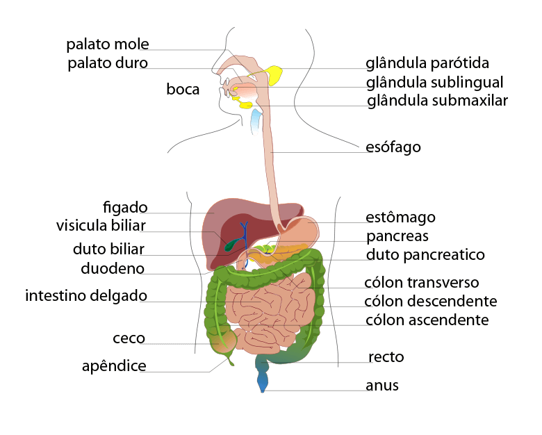 Sistema digestivo humano